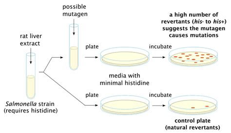 ames test results interpretations|The test that changed the world: The Ames test and the .